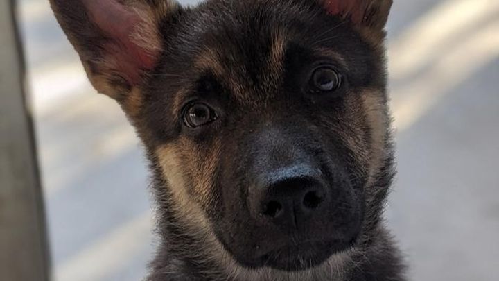 Main fundraiser photo