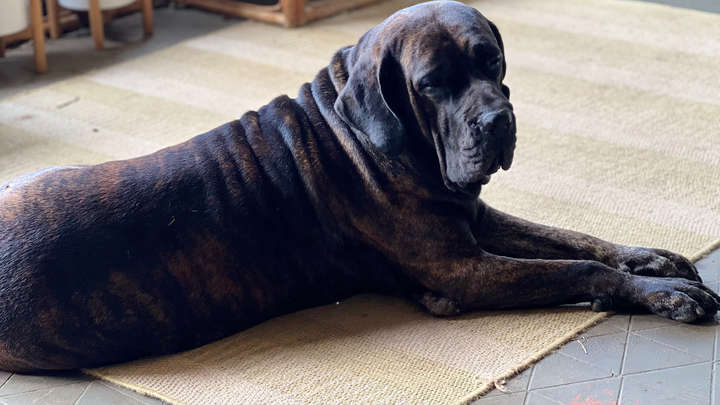 Help Save Stella — Our Gentle Giant Fighting for Her Life campaign photo, 1 of 5