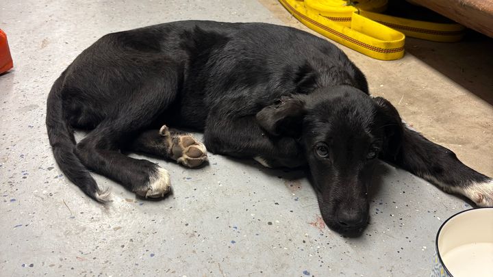 Help Lola Recover from Her Injuries campaign photo, 1 of 4