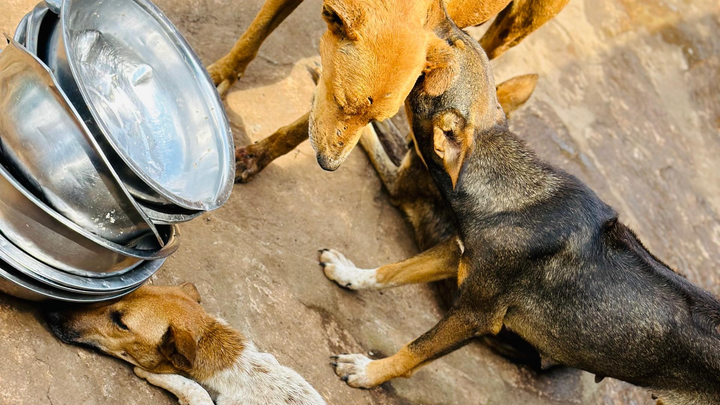 Kiganda Animal shelter Uganda campaign photo, 1 of 6