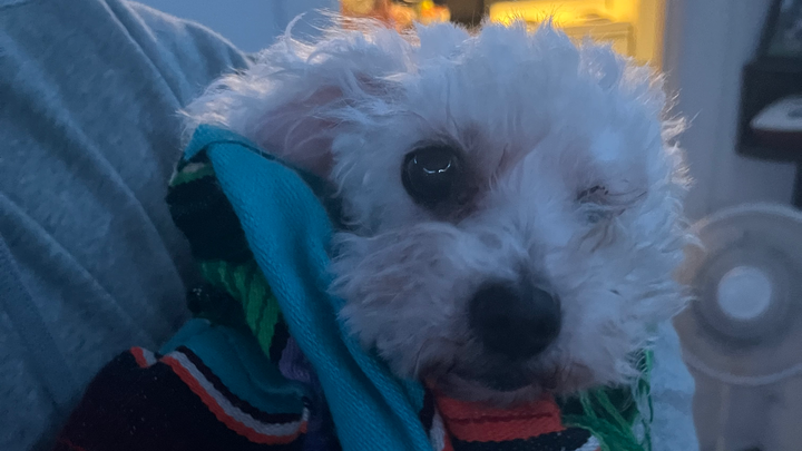 Help a 19-Year-Old Girl & Dog Avoid Homelessness campaign photo, 1 of 3