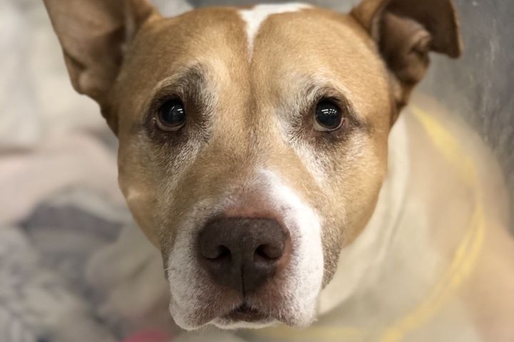 Fundraiser by Kelly Bowman : Help for Emmy