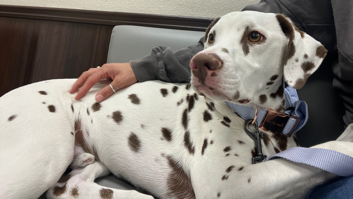 Get Chandler Back to His Happy, Spotty Self campaign photo, 1 of 3
