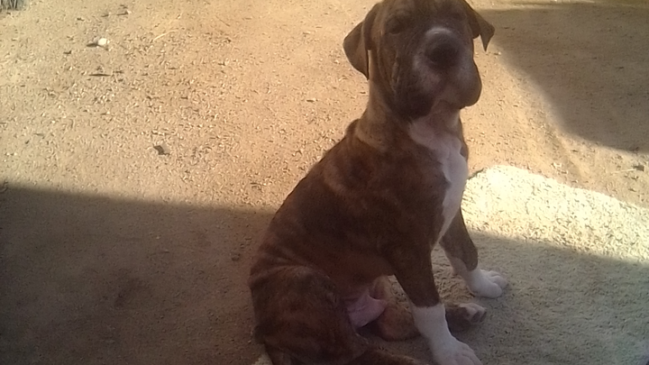 “Help my Sweet 7-Month-Old Puppy Get the Care He Needs campaign photo, 1 of 8