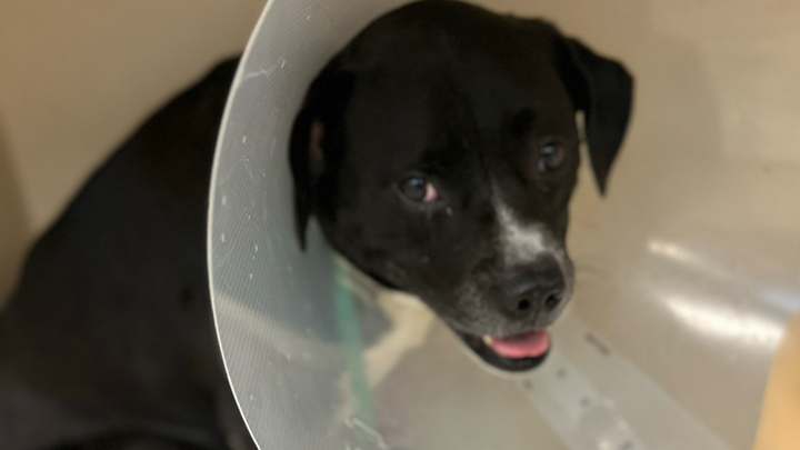 Help Bowie Heal from Double TPLO Surgery campaign photo, 1 of 8