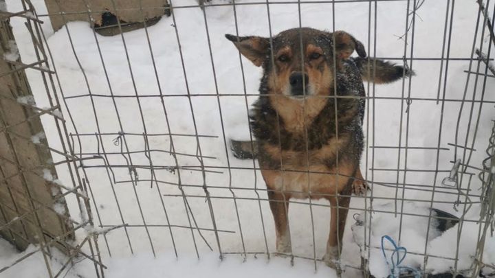 Help Us Keep Romania’s Rescue Animals Alive This Winter campaign photo, 1 of 7