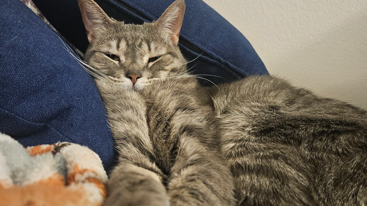 Help Merlin Get the Heart Care He Needs campaign photo, 1 of 8