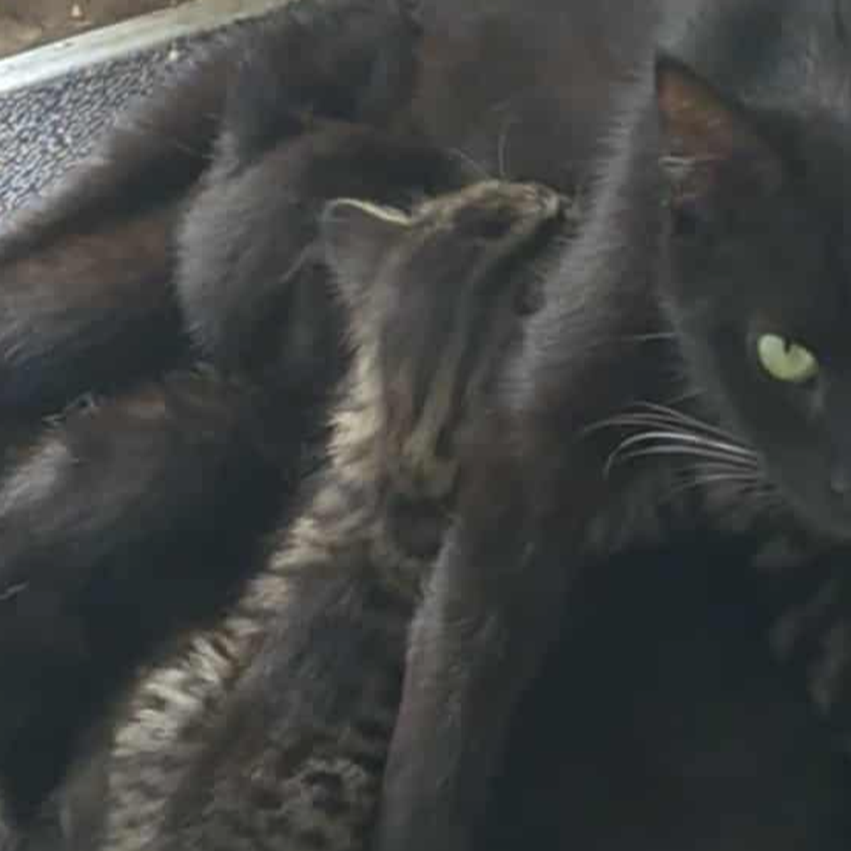 Help Cathy Care for a Stray Mum Cat and Her 5 Kittens
