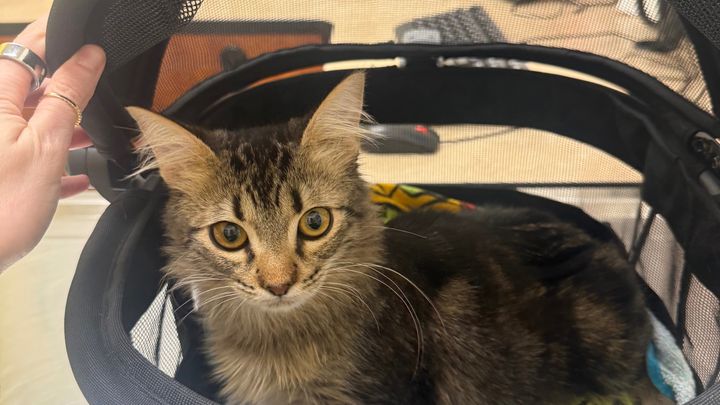 Help Finn Heal: Medical Care for a Rescue campaign photo, 1 of 7