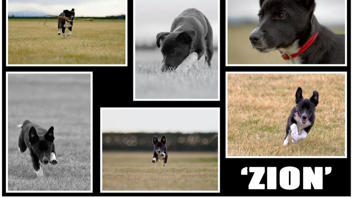 Help 'Zion' the Jack Russell Smile Again campaign photo, 1 of 7