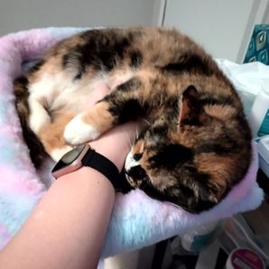 K0nfusedkat
