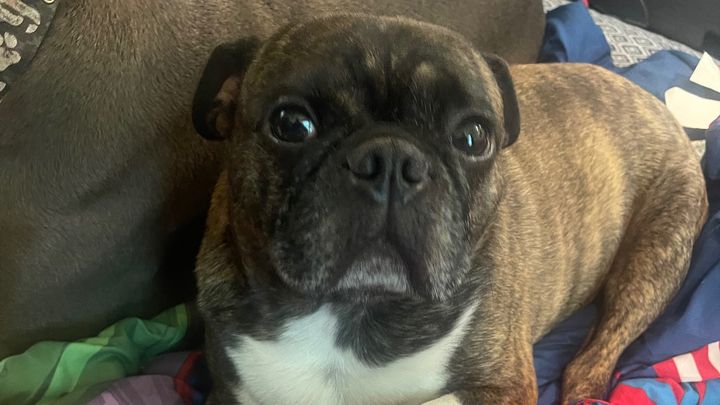 Help Vinny Get Urgent ER Care campaign photo, 1 of 8
