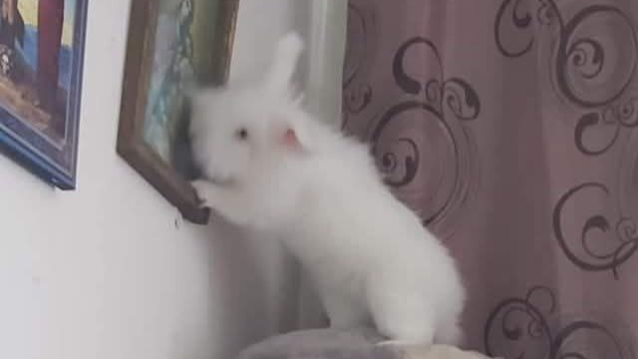 Medical Care & Food for Tashu: My Guardian Bunny campaign photo, 1 of 3
