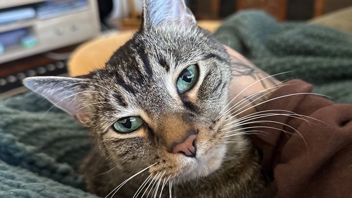Help Koda Get the Care He Needs campaign photo, 1 of 8