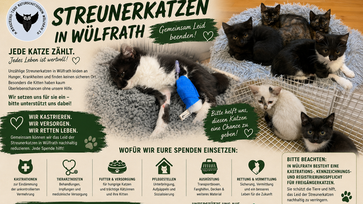 Wülfrath und seine Streunerkatzen campaign photo, 1 of 3