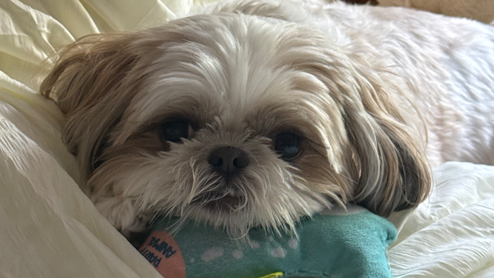 Save Luna: Urgent Surgery Needed campaign photo, 1 of 4