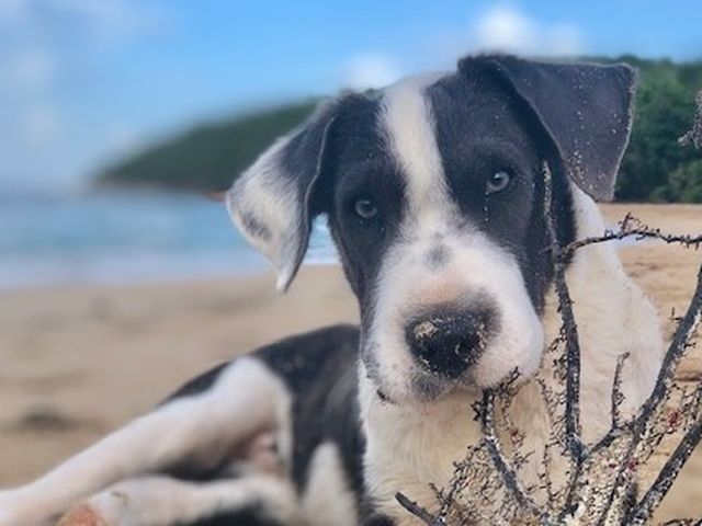 Fundraiser By Amy Warnock Satos To Safety