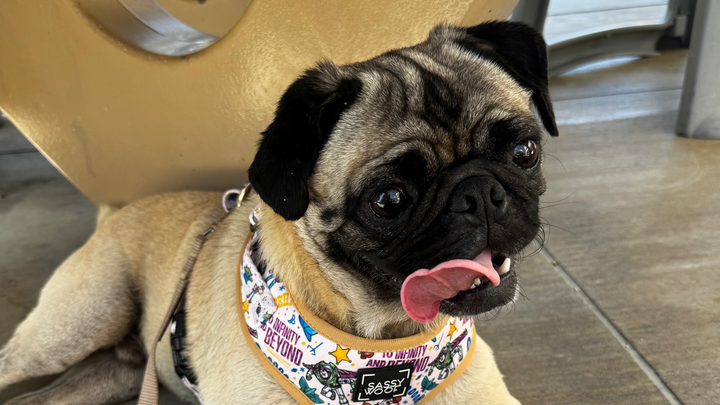 Buddy’s Cancer Surgery campaign photo, 1 of 5