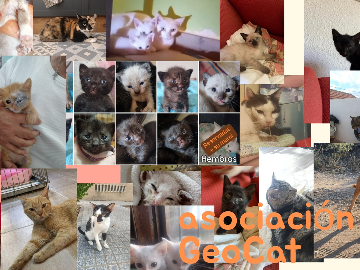 Necesitamos pagar facturas veterinarias campaign photo, 1 of 3