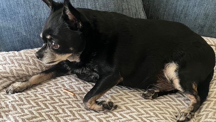 Help Tuco Walk Again: Surgery for My Chihuahua campaign photo, 1 of 5