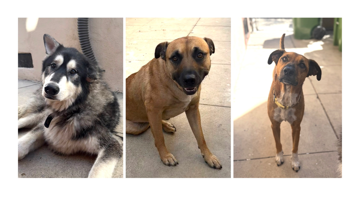 Family of 5 dogs and a Kitty Need Help campaign photo, 1 of 3