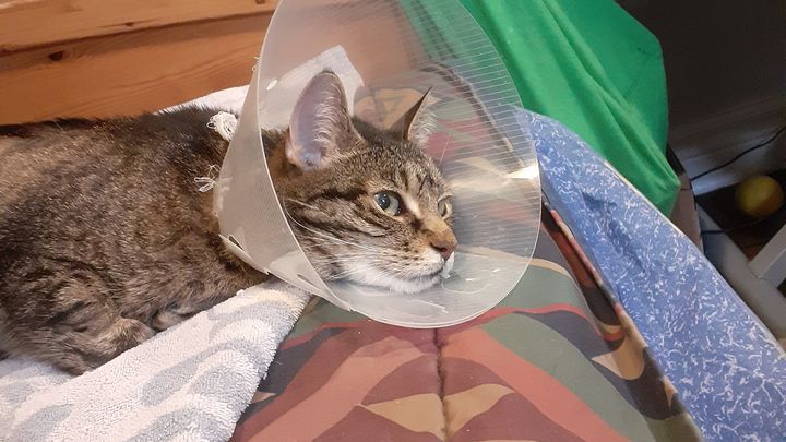 Help pay for Stella's lymphoma treatment campaign photo, 1 of 7
