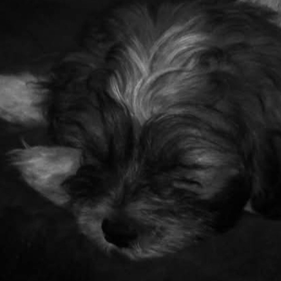 please help my senior dog Buttons with vet care