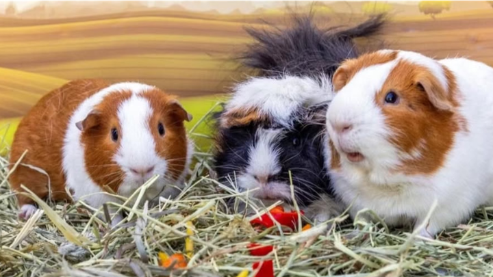 Help Buffalo Guinea Pig Rescue Expand Our Space campaign photo, 1 of 3