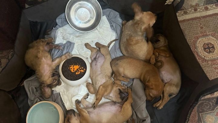 Emergency help for Mariuta Animal Sanctuary in Romania campaign photo, 1 of 8