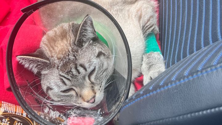 Lokis Emergency Medical Bills campaign photo, 1 of 2