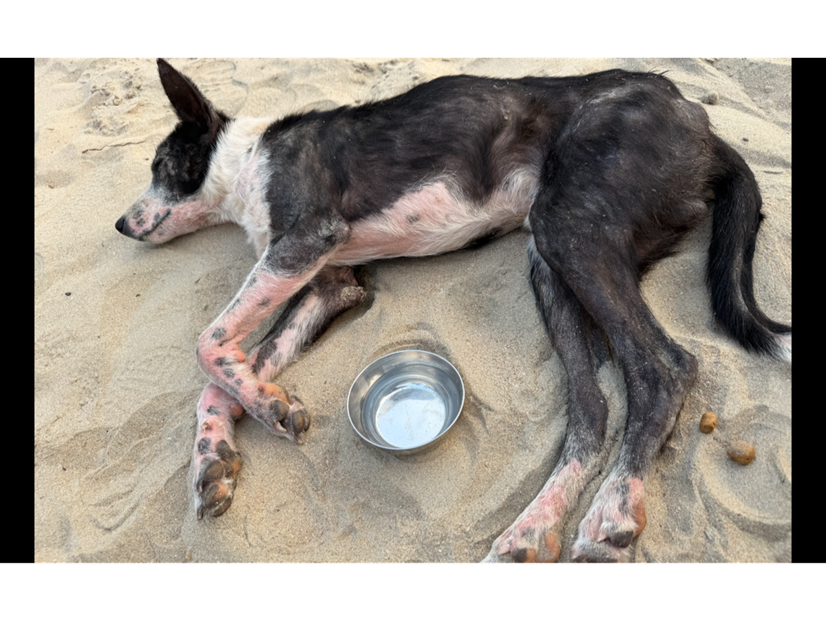 Fundraiser by Anthea Cory : Jonti the Goan beach dog