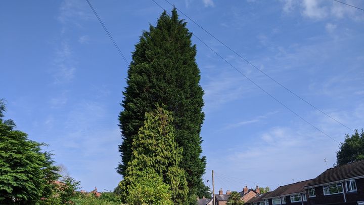 Fundraiser by Lynda Brown-Colbert : Chinley Alexandra dangerous trees