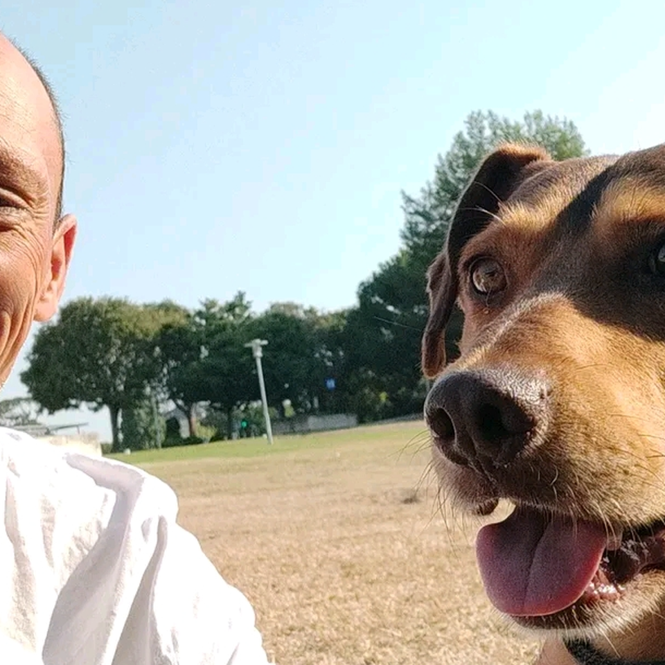 Apoio aos animais abandonados e maltratados.