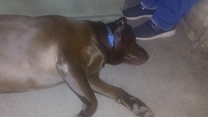 Save Boo: Immediate Vet Attention Required campaign photo, 1 of 8