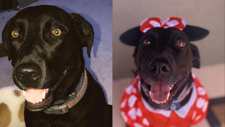 Save Sadie Mae: Fighting for life in doggy ICU campaign photo, 1 of 8