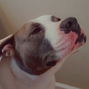 GoFundMe profile picture for @tank