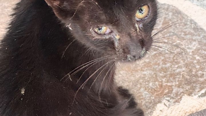 3 Abandoned Corfu Kittens Need Urgent Help campaign photo, 1 of 8