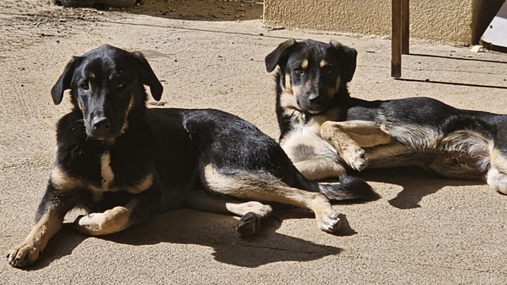 Help Rescue Puppies Monty and Wes campaign photo, 1 of 8