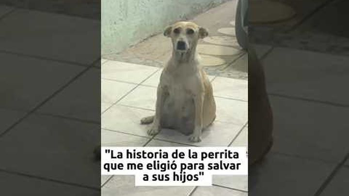 Juntos Cambiamos Vidas: Ayúdame para Seguir Ayudando video thumbnail, 1 of 8