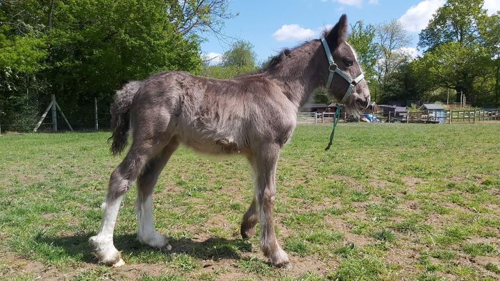 Dude the rescue pony needs surgery campaign photo, 1 of 2