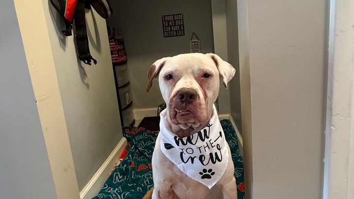 Give Gordo the Chance to Keep Fighting (SCC) campaign photo, 1 of 8