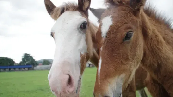 Please support us - For the love of horses❤️❤️ campaign photo, 1 of 5
