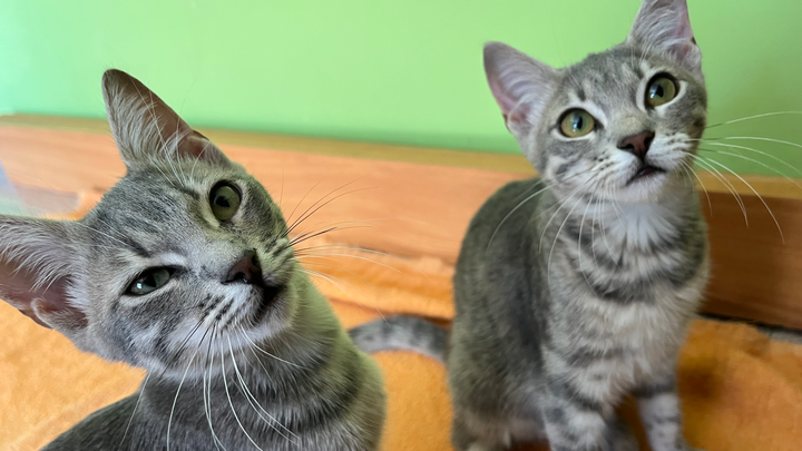 Aiutami a sterilizzare i 4 gattini che ho salvato campaign photo, 1 of 3