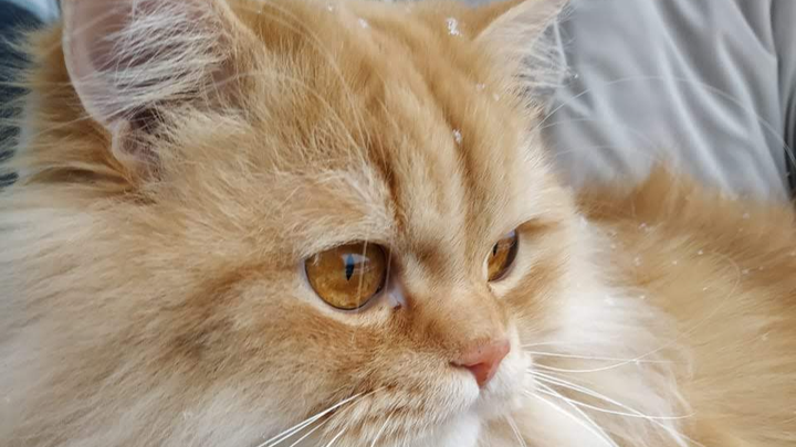 Help Simba Eat Again – Emergency Dental Costs campaign photo, 1 of 7
