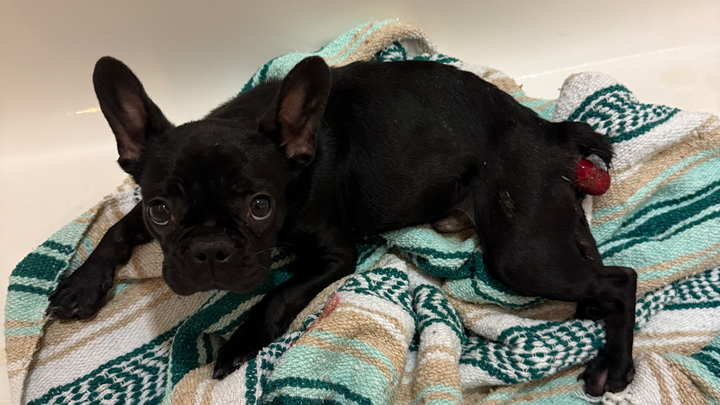 Dumped Frenchie Puppy Needs Your Help! campaign photo, 1 of 6