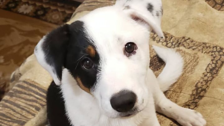 Help Save Keelu: Emergency Vet Care campaign photo, 1 of 8