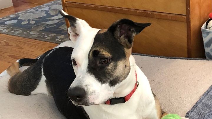 Help with Lena's Reactivity Training Fund campaign photo, 1 of 2