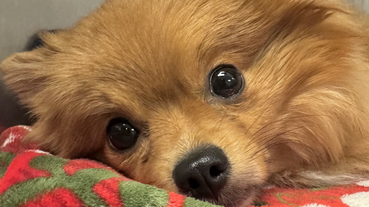 Support Our Pomeranian's Fight Against IMHA campaign photo, 1 of 4