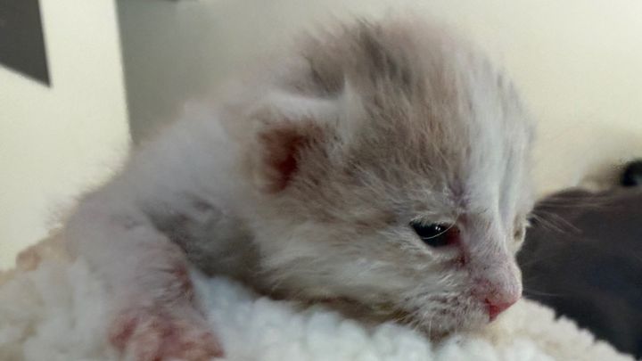 Help Save My Foster Kittens Life campaign photo, 1 of 8