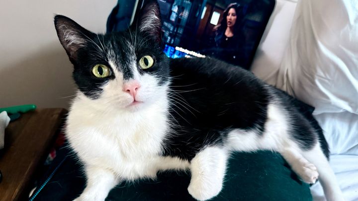 Loki's Emergency Vet Care campaign photo, 1 of 3